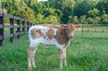 Iron Queen x Drop Box 2025 heifer 