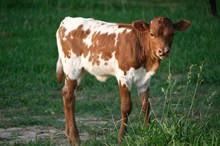 Bond x McCrawl 2025 heifer