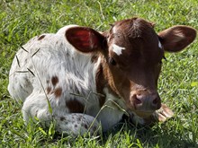 LTL Cassie x HL Heads Up 2025 heifer 